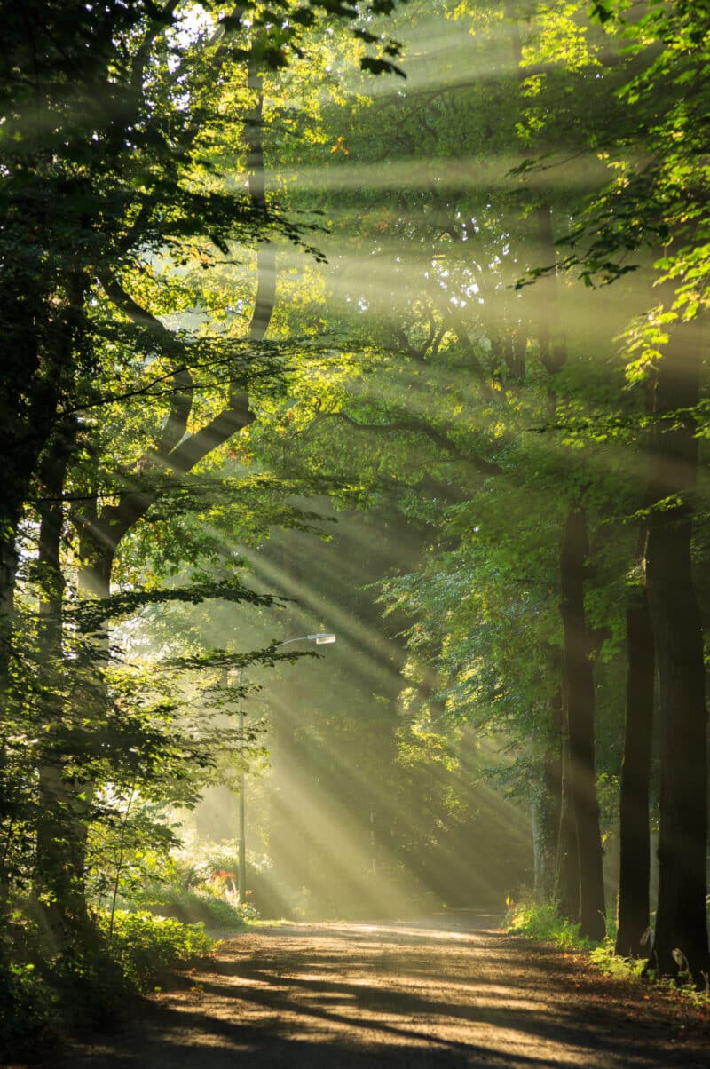 Sun rays shining through the trees in a forrest